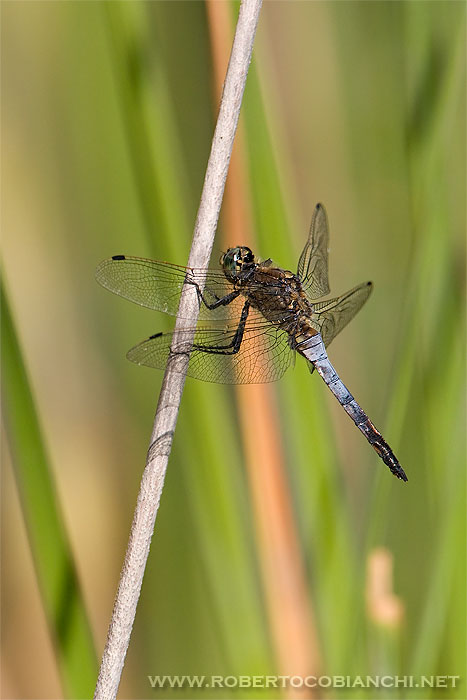 Orthetrum cancellatum